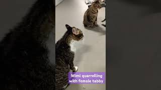 Mimi quarrelling with tabby [upl. by Cece]