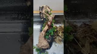 Ficus Quercifolia  Anubias Simple and Easy Terrarium relaxing terrarium [upl. by Anha]