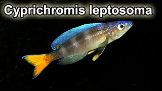 Cyprichromis Leptosoma Mpimbwe quotTricolorquot F0Wild Caught Québec Cichlidés [upl. by Brost]