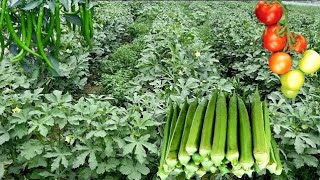 Great Companion Plants For Okra To Miximize Productivity A Simple Guide To Intercropping [upl. by Ahilam]