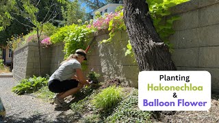 Planting Hakonechloa amp Balloon Flower [upl. by Esther]