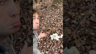 I left 50 Uncrustables out in the Woods here’s what happened jesus outdoors hunting [upl. by Eilarol987]