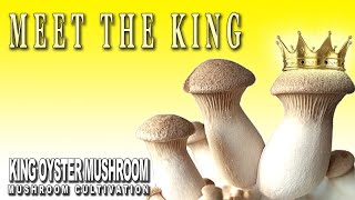 How to grow King Oyster Mushrooms in fruiting bags Pleurotus Eryngii Mushroom Cultivation At Home [upl. by Anaitat]