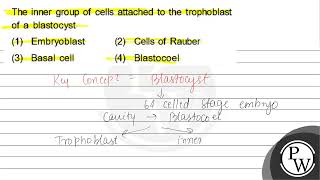 The inner group of cells attached to the trophoblast of a blastocyst 1 Embryoblast 2 Cells o [upl. by Lohner]