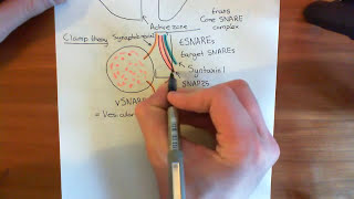 Botulinum Toxin Mechanism Part 1 [upl. by Ilatan538]