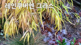 Raincouver 풍지초Hakonechloa macra Perennial ornamental grass 그라스 그늘정원 동반식물 Gardening 정원가꾸기 [upl. by Engapmahc]