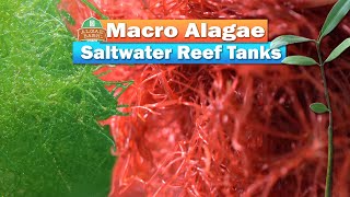 Macro Algae and Saltwater Reef Tanks [upl. by Ailisec]