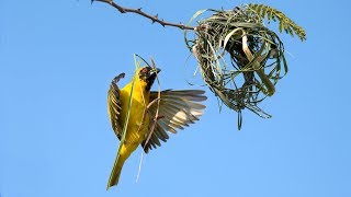 Weaver bird building a nest [upl. by Leoy]