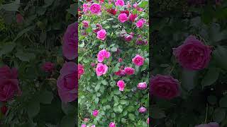 Pink roses Red roses🌹 flowergarden rosegarden beautiful viral satisfying shorts [upl. by Alleinnad]