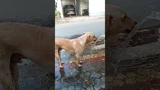 Dog drinking water funny shortsfeed [upl. by Atinrahc964]