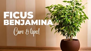 The Ultimate FICUS BENJAMINA Care Guide Weeping Fig Plant Care [upl. by Eiclek]