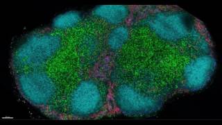 Visualizing tissues and immune cells in 3D [upl. by Aimerej]