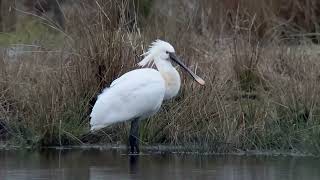 Spoonbills Otmoor rspb courtesy of Rob Cadd [upl. by Sofko]