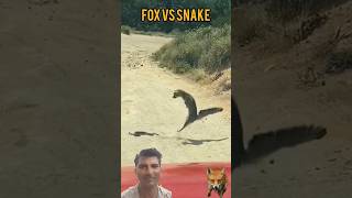 cobravsmongoose snakeandmongoose fox animals wildlifefight wildlife wildanimals [upl. by Solram]