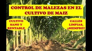 CULTIVO DE MAIZ CONTROL DE MALEZAS  JOJOTO  AGRONOMIA  RENTABILIDAD DEL CAMPO [upl. by Anaib]