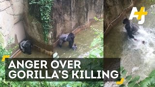 Gorilla Killed After 4YearOld Falls Into Enclosure [upl. by Ettezzus]