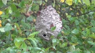 Checking out a few hornets nests in the rain [upl. by Snej]