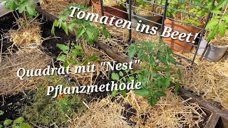 Tomaten ins Beet Quadrat m NestPflanzmethode Blüten kommen [upl. by Eberhart167]