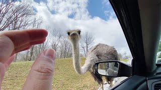 Ostrich Attack  Ostrich Bites the Finger of a Man  WooGlobe Funnies [upl. by Lirpa]