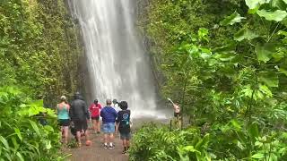 Hiking Renovated Manoa Falls Trail [upl. by Ydnic665]