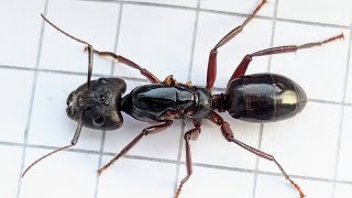 Camponotus rufifemur obscurus Philippines 28102024 [upl. by Errol]