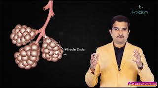 Alveolar Ducts And Alveoli  Respiratory Physiology 🫁 [upl. by Ahsinelg435]