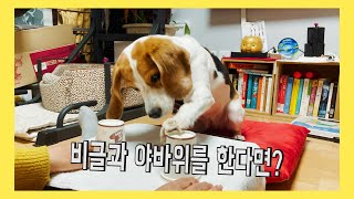 비글과 야바위를 한다면 강아지야바위ㅋㅋㅋGambling with the puppy [upl. by Liborio]