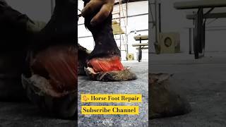 Horse 🐎 Foot Repair Break Nailcuteanimal animals horse shorts shortsfeed shortvideo [upl. by Adnuhsal]