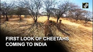 First look of Cheetahs that will be brought from Namibia to India [upl. by Ulda474]