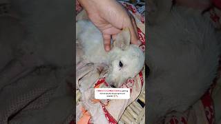 Puppy with pancreatitis pain 😿animalsrescue pancreatitis pets [upl. by Marsiella]