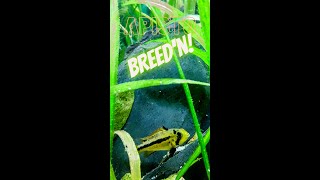 Apistogramma cacatuoides triple red breeding and growing biotope [upl. by Mailliw]