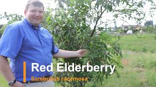 Plant Speed Dating  Red Elderberry Sambucus racemosa [upl. by Ricketts]