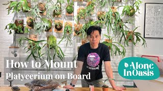 How to Mount Staghorn Fern Platycerium on Board  Simple StepbySteps Guide [upl. by Tildie901]