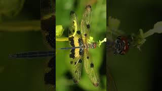 Common Picture Wing Rhyothemis variegata  Male in Skimmer Family  Observed in Description [upl. by Annaeiluj923]