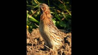 quail sounds batair quail viral youtubeshorts [upl. by Johny517]