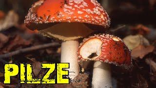 Pilze sammeln  von Amanita bis Ziegenlippe amp Gorillastativ №038 [upl. by Farand506]