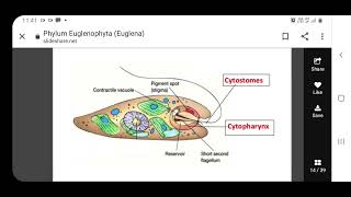 Euglena6 [upl. by Stenger]