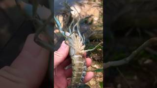 Lots Of Lobster fishing lobster trending yt mixfishery [upl. by Christmann]