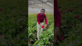 Gerbera Harvesting method [upl. by Yro]