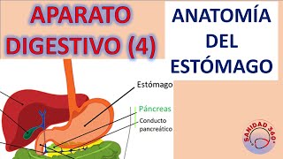 04 APARATO DIGESTIVO  Anatomía del ESTÓMAGO [upl. by Sergias]