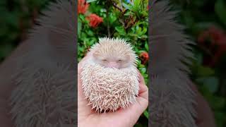 raising hedgehogs from a young age [upl. by Daryl]