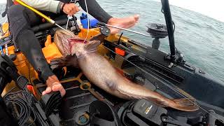 Hunting quotTrophyquot ROCKFISH off the Kayak in CALIFORNIA w Die Hard Fishing [upl. by Ddet]