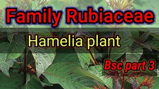 Rubiaceae familymember hameliaBotanyBsc part 3 [upl. by Burkitt]