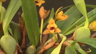 Maxillaria variabilis [upl. by Akived126]