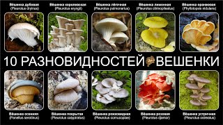 Топ 10 РАЗНОВИДНОСТЕЙ ГРИБОВ ВЁШЕНКИ [upl. by Chapen]