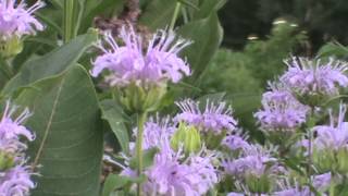 Minnesota Native Plant  Wild Bergamot Monarda Fistulosa [upl. by Innad]