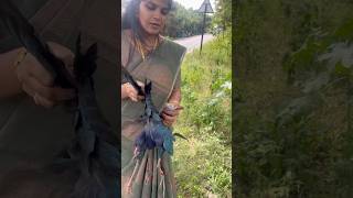 Bird Rescue Failure🦆 நீலத் தாழைக்கோழி  Purple Swamphen roadkill villagelife nature kids story [upl. by Frankel952]