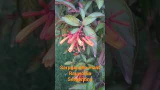 sarpgandha plant  rauwolfia serpentina [upl. by Asiuol213]