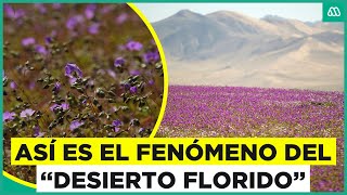 Desierto florido Así es el fenómeno invernal que se da en Atacama [upl. by Biebel435]