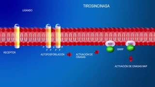 tirosinasa [upl. by Selrhc]